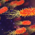 Bakterija Escherichia Coli