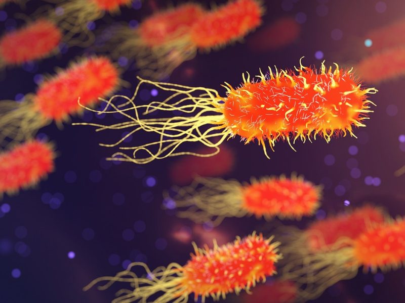 Bakterija Escherichia Coli