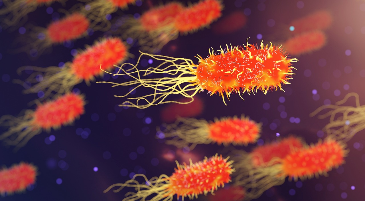 Bakterija Escherichia Coli